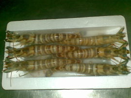 批发海捕野生竹节虾（斑节虾）,速冻,2条/盒-10条/盒