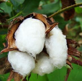 墨西哥成为全球第15大棉花产国 